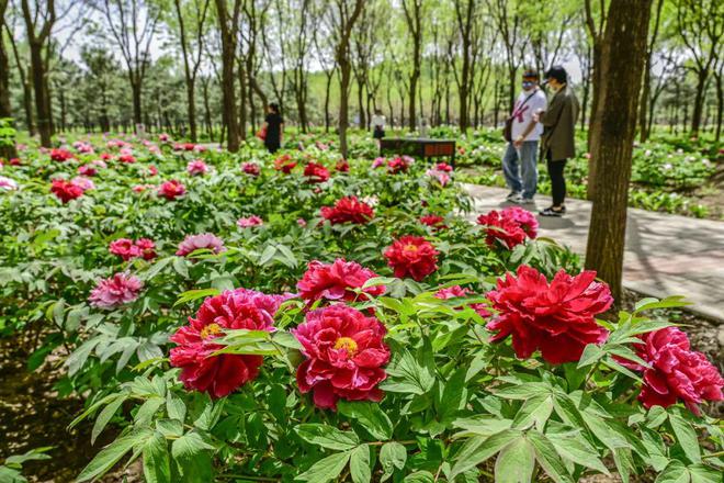 ：三大+书市+特色小镇打卡文旅新地标AG真人国际120小时玩转副中心-2(图6)